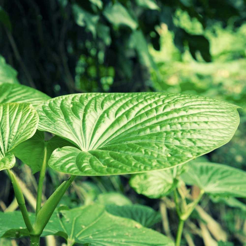 Awa (Kava) Root Powder