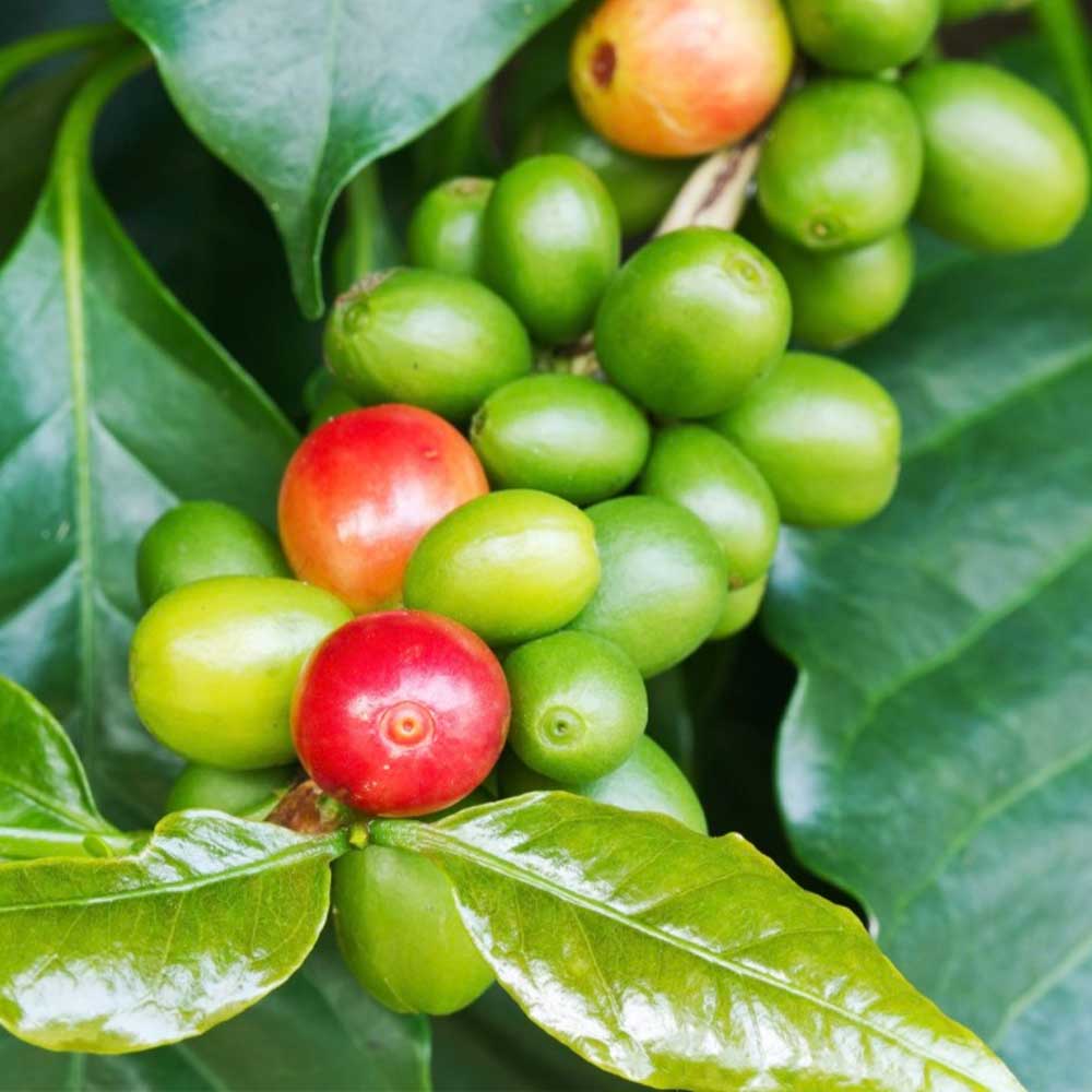 Kona Coffee Berry