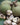 Kukui Nut Oil