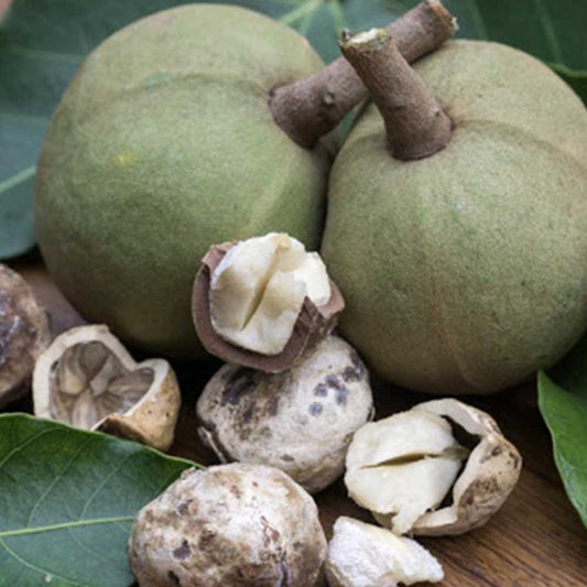 Kukui Nut Oil
