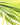 Lemongrass