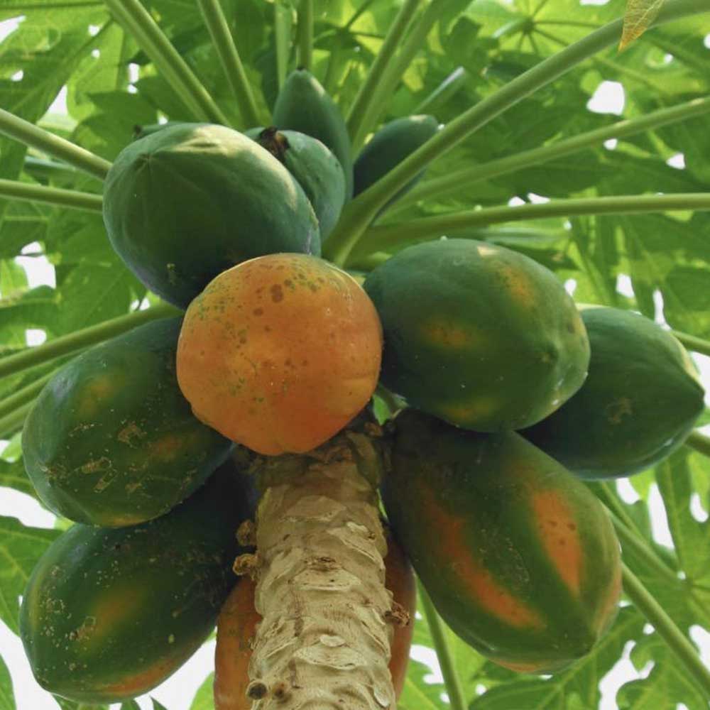 Papaya