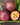 Passionfruit
