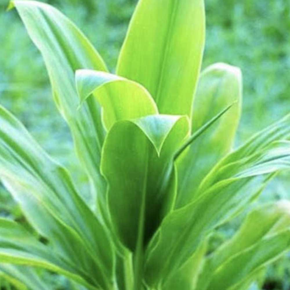Ti Leaf