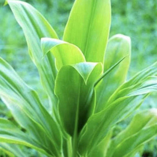 Ti Leaf